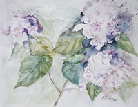 Brenneis - Pfingstrosen - Aquarell