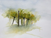 Kaar - Weinstock - Aquarell