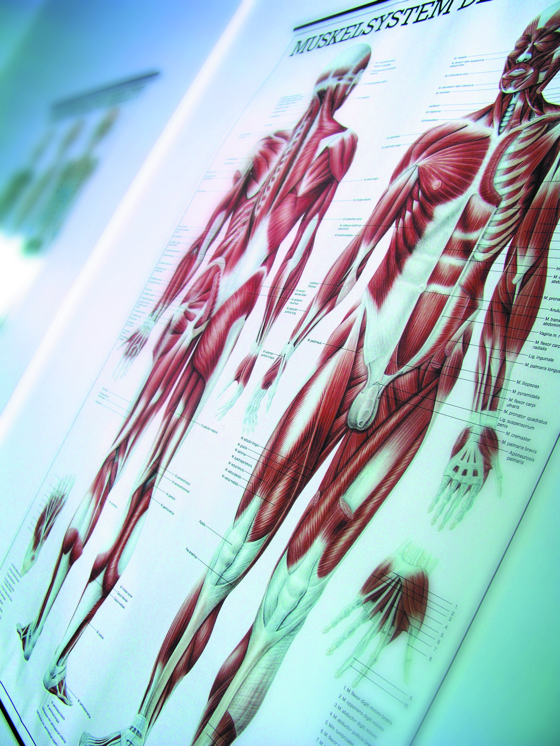 Anatomische Darstellung des menschlichen Muskel- und Bewegungsapparats.
